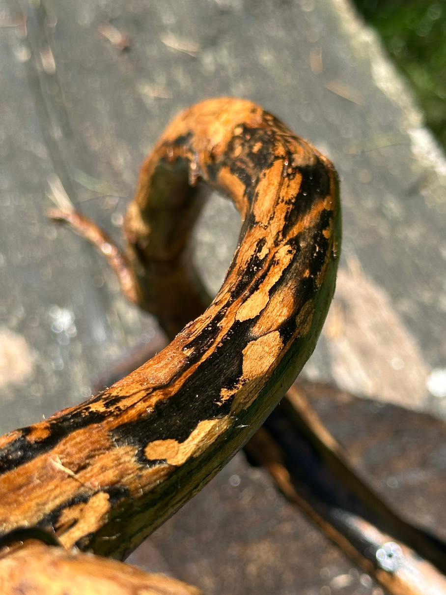 Detail einer geölten Efeuwurzel